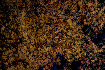 beautiful maple in the night scene 