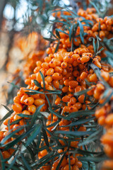 Good harvest. Juicy branch with orange berries. Hippophae is a genus of sea buckthorns, deciduous shrubs in the family Elaeagnaceae. close-up