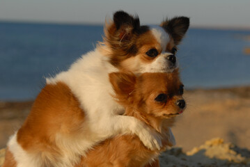 two funny chihuahua little beautiful dogs hugging on sand sunset beach friendship concept