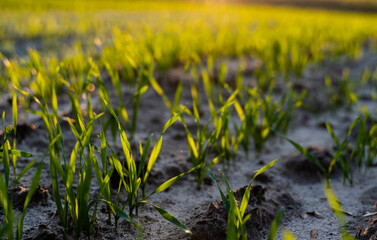 Close up young wheat seedlings growing in a field. Green wheat growing in soil. Close up on sprouting rye agriculture on a field in sunset. Sprouts of rye. Wheat grows in chernozem planted in autumn.