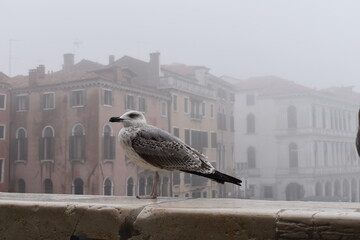 Venezia