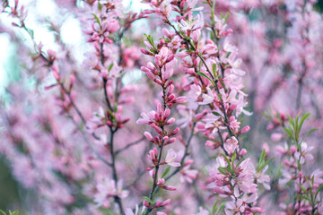 almond blossoms. almond tree pink flowers close-up with branch isolated on white background.