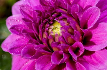 Purple dahlia flower after rain, with drops on petals, macro