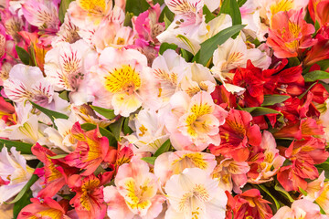 bright bouquet of multicolored Alstroemeria
