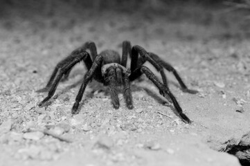 
Tarantula