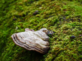 tree mushroom on tree trunk with moss