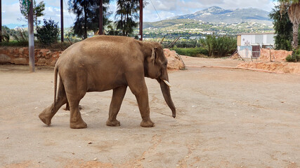 Fototapeta na wymiar asia elephant tree wildlife zoo safari