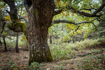 Las Guensas centennial oak, Sierra Norte de Guadalajara Natural Park, Cantalojas, Guadalajara, Spain