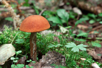 Mushroom Orange-cap boletus growing in the forest in summer