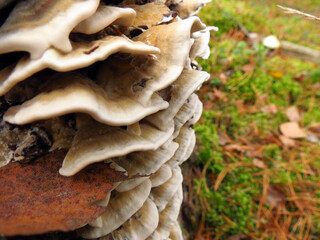 mushrooms on the tree