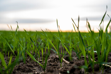 Close up young green wheat seedlings growing in a soil on a field in a sunset. Close up on sprouting rye agriculture on a field in sunset. Sprouts of rye. Wheat grows in chernozem planted in autumn.