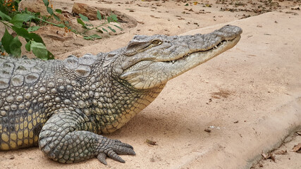 crocodile reptile alligator zoo croc