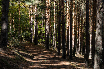 Fototapeta premium Sierra Norte de Guadalajara Natural Park, Cantalojas, Guadalajara, Spain