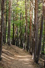 beech of Tejera Negra, Sierra Norte de Guadalajara Natural Park, Cantalojas, Guadalajara, Spain