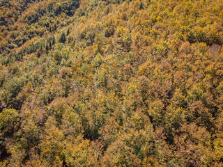 Fototapeta premium beech of Tejera Negra, Sierra Norte de Guadalajara Natural Park, Cantalojas, Guadalajara, Spain