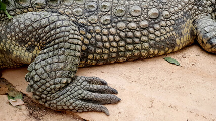 crocodile reptile alligator zoo croc