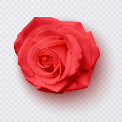 Beautiful red rose Isolated on white background. Photo-realistic gradient mesh vector eps 10 illustration.