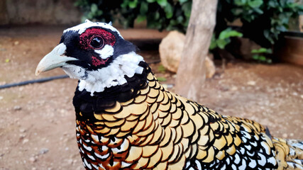 bird red white eat
