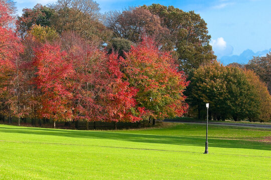 autumn trees in the phoenix park in Dublin