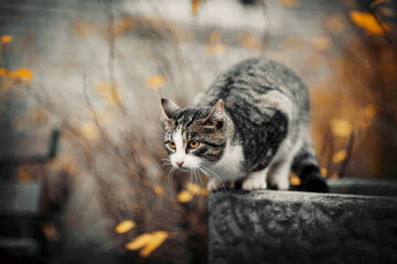 Homeless cat in the fall.