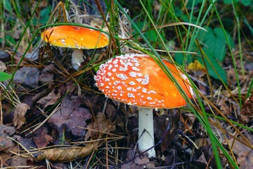 Toxic and hallucinogen mushroom Fly Agaric in grass on autumn forest background. Red poisonous Amanita Muscaria fungus macro close up in natural environment.