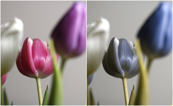 Dog's view, animal dichromacy, dichromats