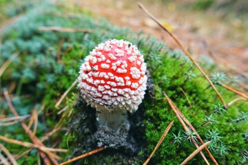 Toxic and hallucinogen mushroom Fly Agaric in grass on autumn forest background. Red poisonous Amanita Muscaria fungus macro close up in natural environment.