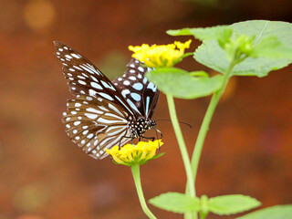 Tiger Butterfly sitting on a flower