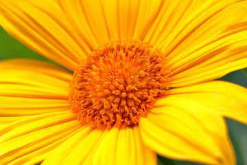 Yellow Morning Flower 