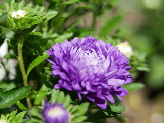 purple callistephus chinensis summer aster