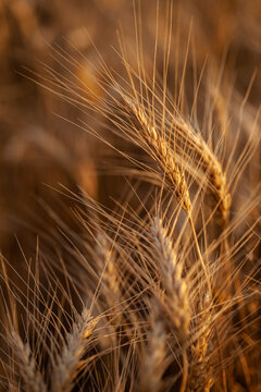 USA, South Dakota, Close-up of crop kernel