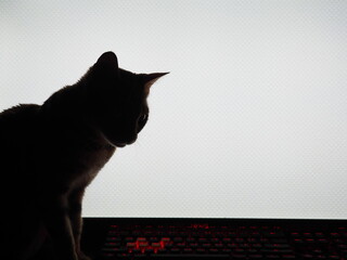 Silhouette of a cat on the background of a computer monitor