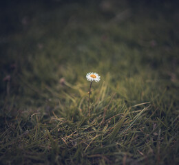 Flor en el pasto