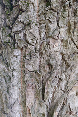 Old gray cracked wood bark texture. Tree trunk.