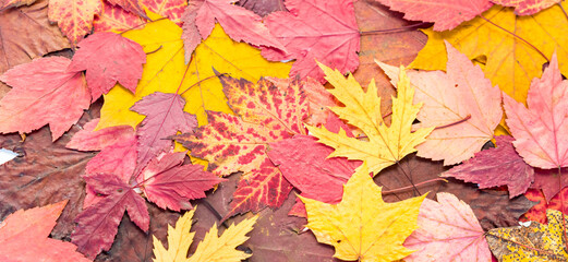 Naklejka na ściany i meble Banner of multi-colored maple leaves as a symbol of autumn