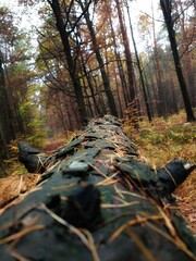 autumn in the woods