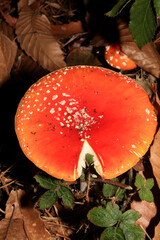 Fly agaric on a forest amanita muscaria amanitaceae family psychedelic trip high quality prints