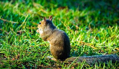 Fall squirrel in yard