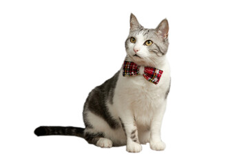 Cat in a Christmas Bow Tie. Isolated on white background