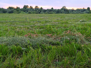 A natural landscape with a skyline, green trees, grass. Blue sky with clouds. Photowall-paper