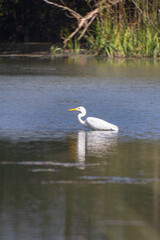 Fototapeta na wymiar White bird fishing on The Swamp.The Great Egret (Ardea Alba), Also Known As The Common Egret or Great White Hilton. Builds Tree Nests in Colonies Close to Water.
