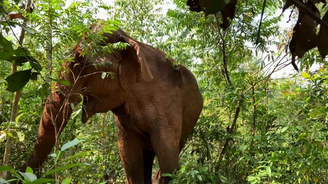 Beautiful brown Asian Elephant in the forest