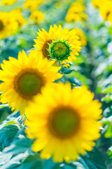 Sunflower, Indre-et-Loire Department, The Loire Valley, France, Europe