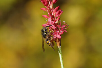 Common wasp (Vespula vulgaris) of the family Vespidae). On flowers of Knotweed, knotgrass (Polygonum amplexicaule), family Buckwheat (Polygonaceae). Dutch garden, autumn, October