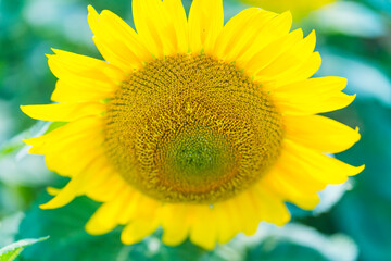 Obraz premium Sunflower, Indre-et-Loire Department, The Loire Valley, France, Europe