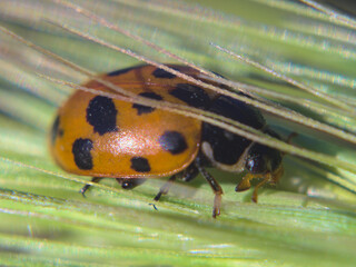 ladybug, chinita, mariquita sobre hierba verde 