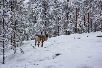 The deer in the snow of winter forest.