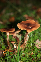 Wild winter mushrooms on forest macro background north germany high quality prints