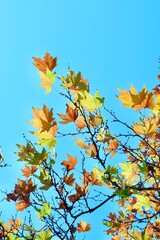 Colorful autumn maple leaves on a blue sky background. Golden autumn. Abstract photo. Art photo.