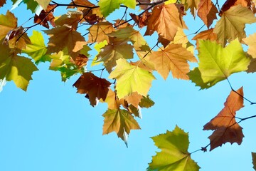 Naklejka na ściany i meble Colorful autumn maple leaves on a blue sky background. Golden autumn. Abstract photo. Art photo.